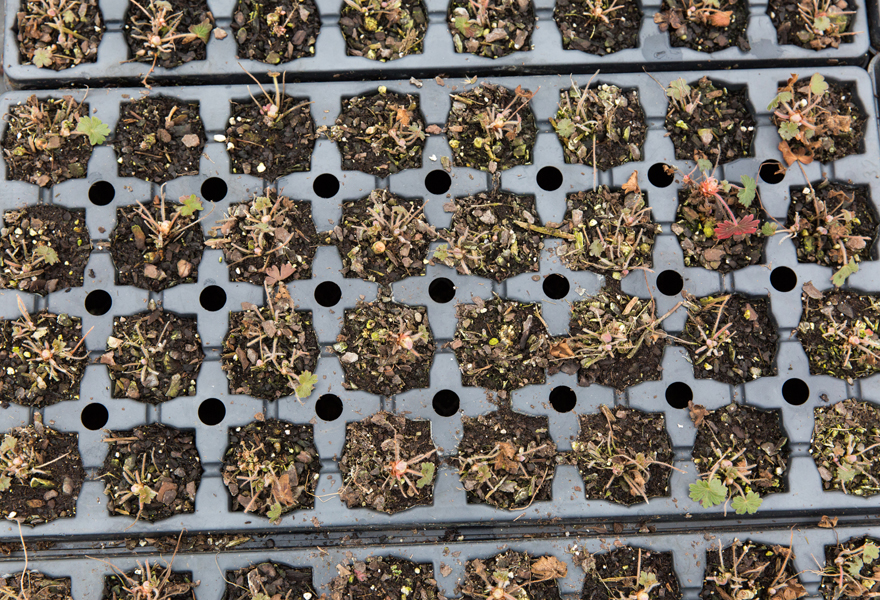 tray of dormant perennial plugs