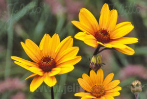 Heliopsis helianthoides 'Summer Nights'