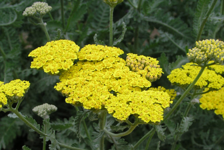 Achillea Stonehouse Nursery