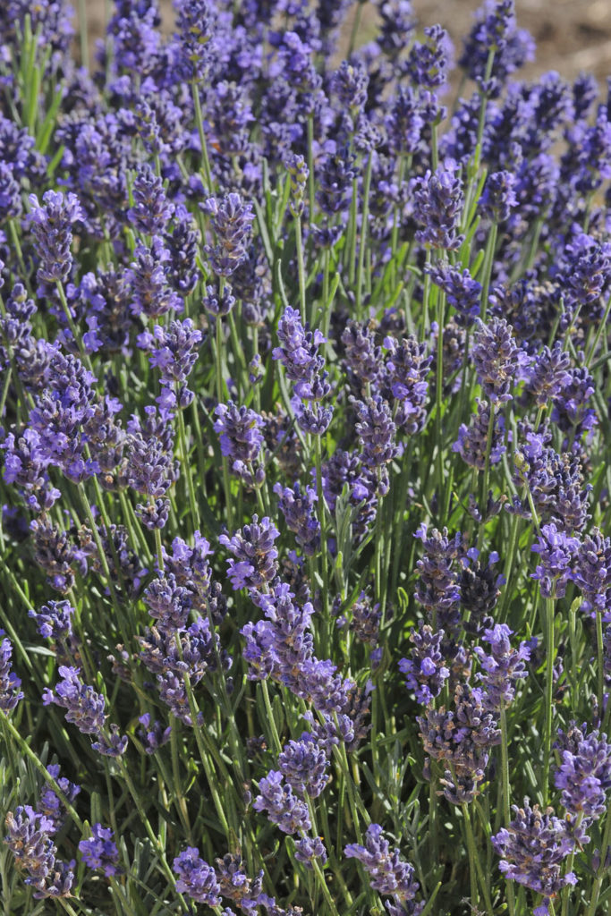 Lavandula angustifolia 'SuperBlue' PP24929 | Stonehouse Nursery