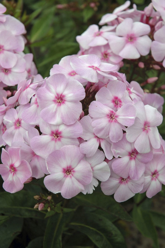 Phlox paniculata Cotton Candy ('Ditomfav' PP21369) | Stonehouse Nursery