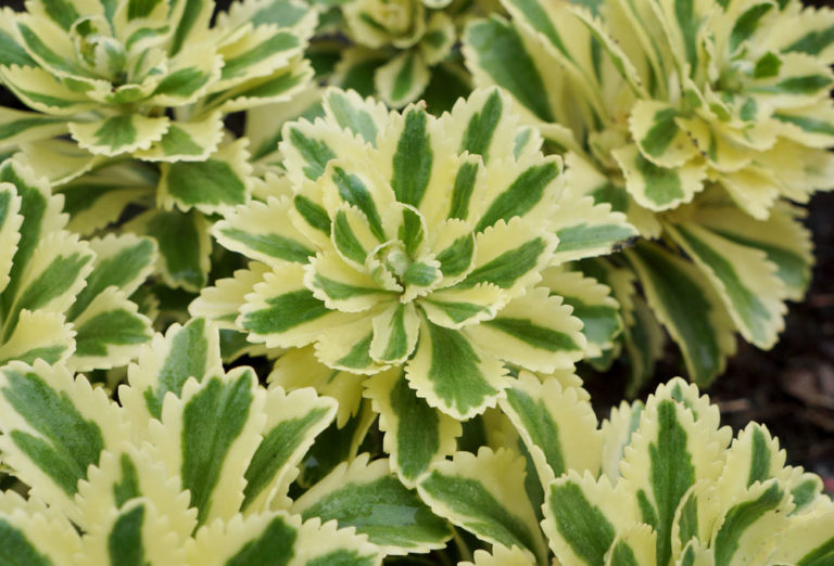 Sedum takesimense Atlantis® ('Nonsitnal' PP27454) | Stonehouse Nursery