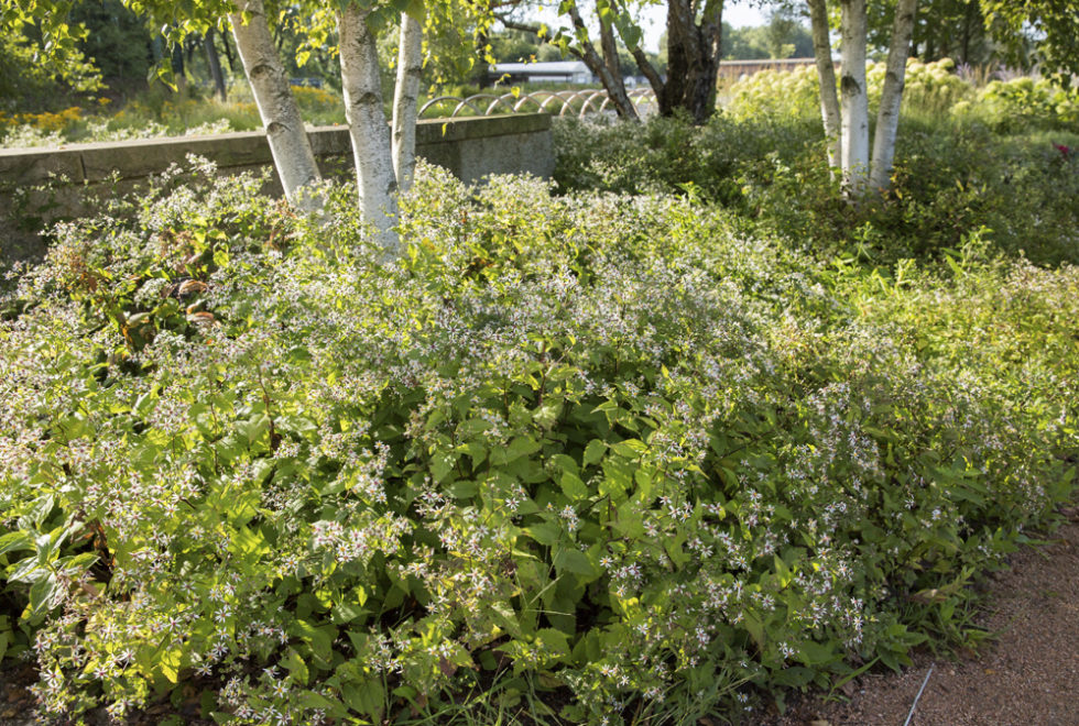 Aster divaricatus Stonehouse Nursery