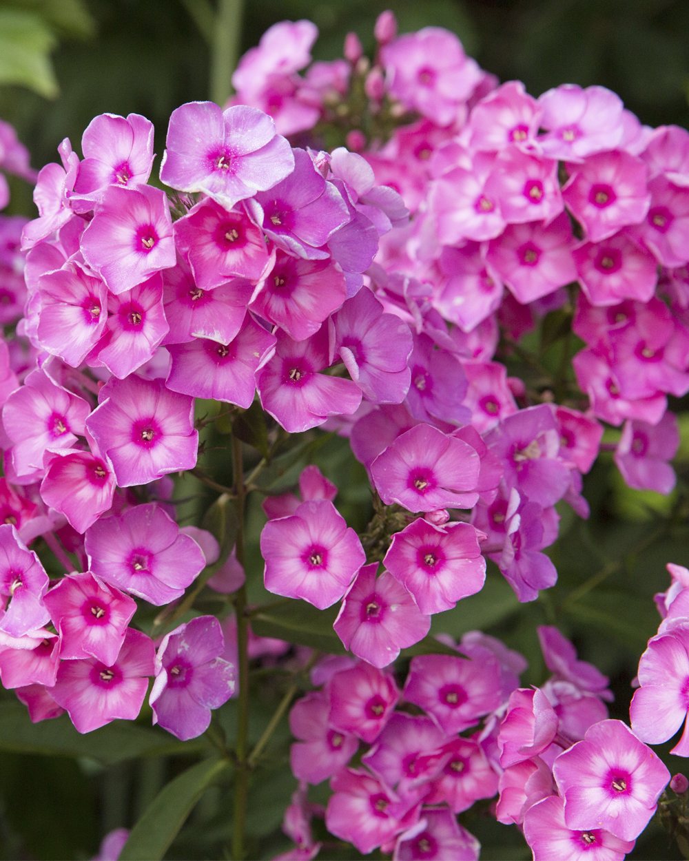 Phlox Paniculata Bubblegum Pink Ditomfra PP21171 Stonehouse Nursery
