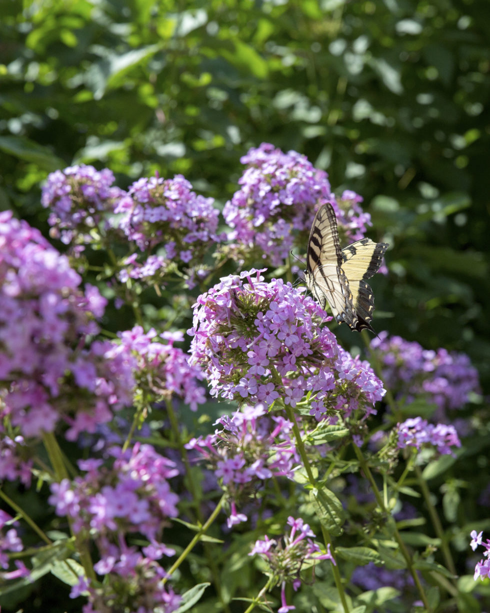 Phlox paniculata 'Jeana' | Stonehouse Nursery