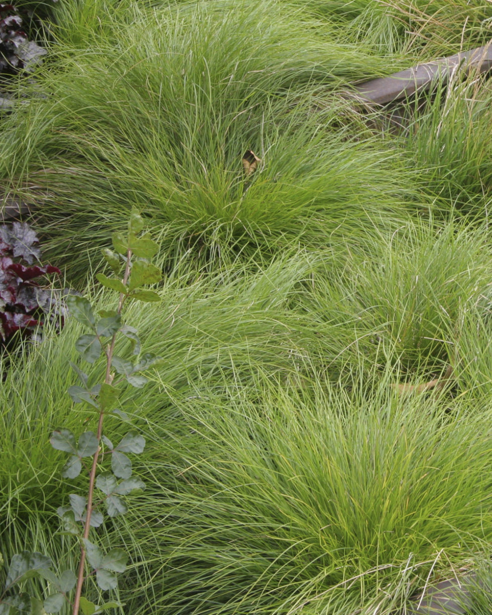 Carex rosea | Stonehouse Nursery