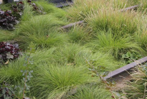 Carex rosea | Stonehouse Nursery