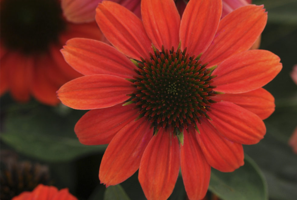 Echinacea Sombrero® Hot Coral (‘Balsomcor’ PP23097 US7,982,110
