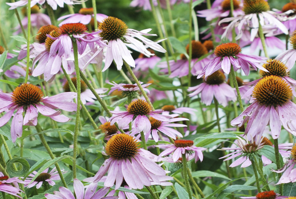 Echinacea purpurea Stonehouse Nursery
