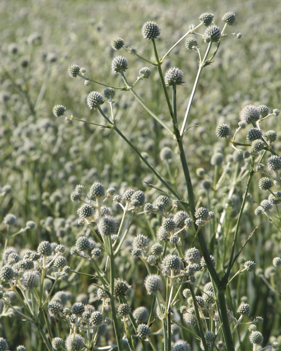 Eryngium yuccifolium Stonehouse Nursery