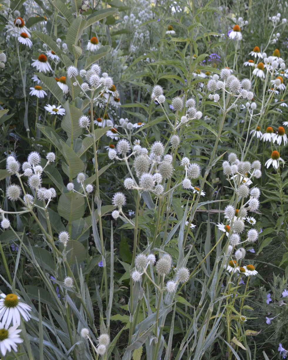 Eryngium yuccifolium Stonehouse Nursery