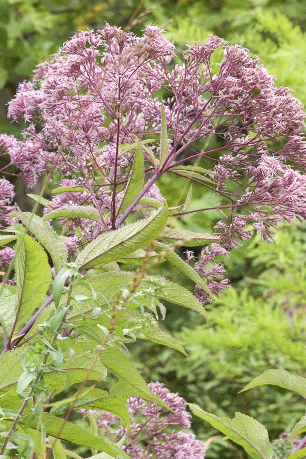 Eupatorium purpureum Stonehouse Nursery