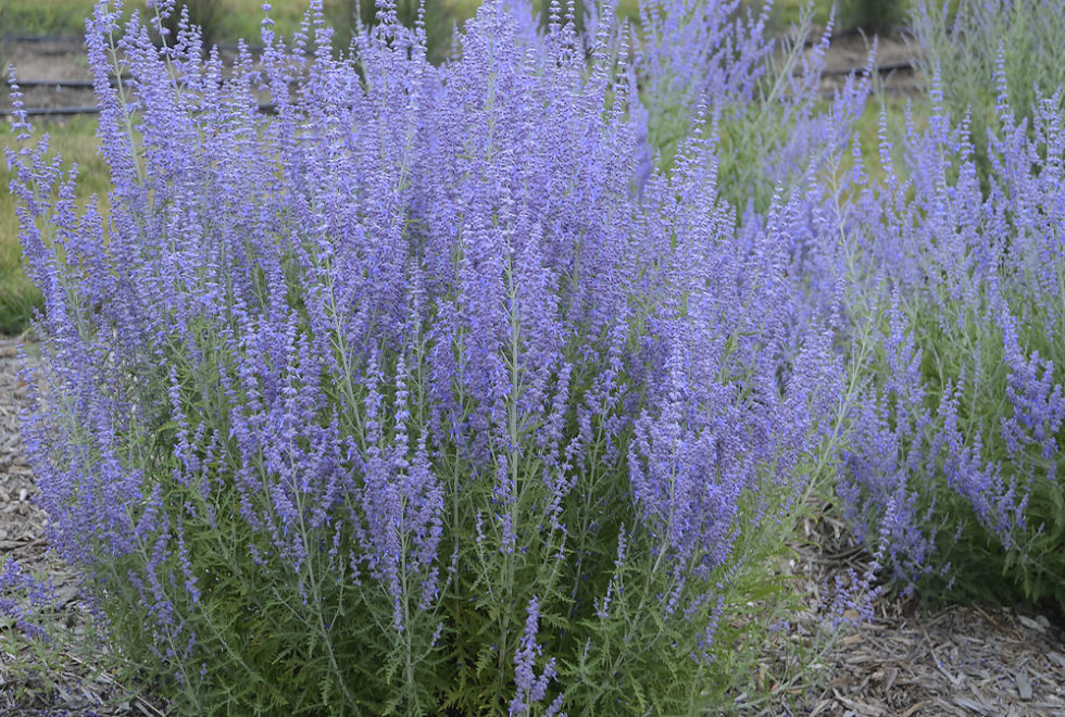 Perovskia atriplicifolia 'Blue Jean Baby' PP29281 | Stonehouse Nursery