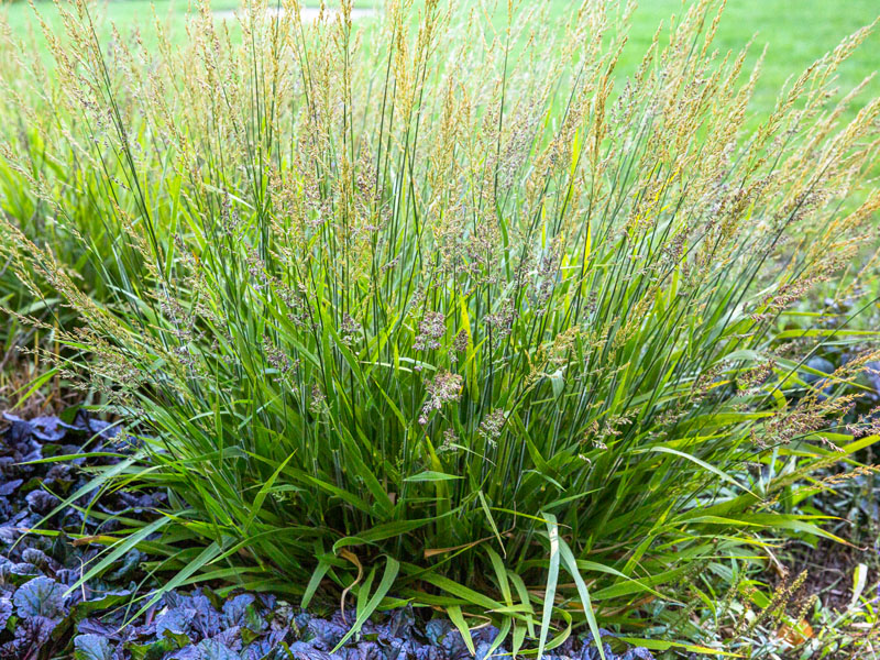 Hakonechloa macra Aureola Japanese forest grass