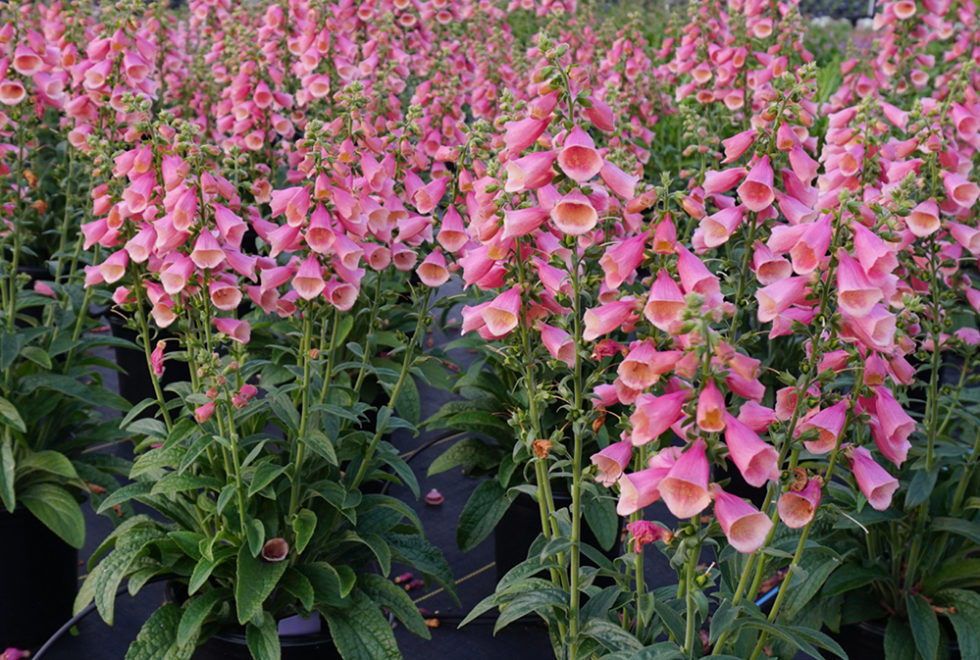 Digitalis Arctic Fox Rose ('Balroxose' PP31900) | Stonehouse Nursery