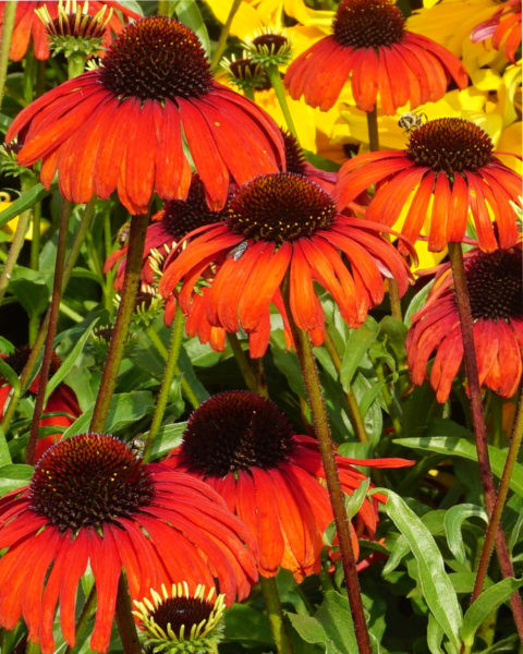 Echinacea Butterfly™ Postman™ ('post301' Pp28524) 