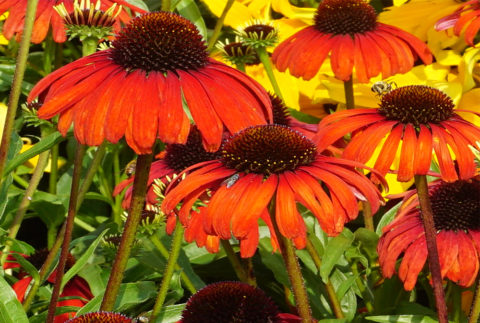 Echinacea Butterfly™ Postman™ ('Post301' PP28524) | Stonehouse Nursery