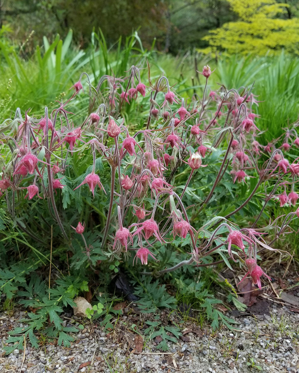 Geum triflorum | Stonehouse Nursery