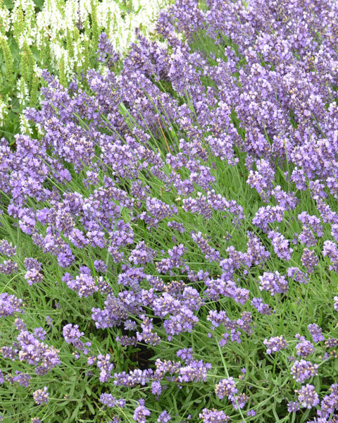 Lavandula Angustifolia 'SuperBlue' PP24929 | Stonehouse Nursery