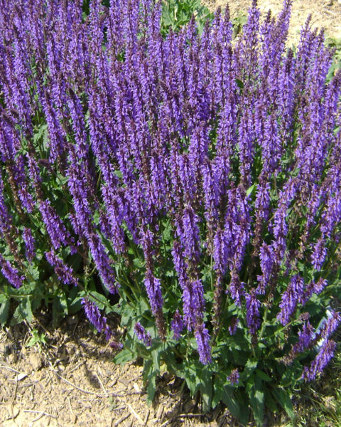 Salvia 'Blue by You' PP31033 | Stonehouse Nursery