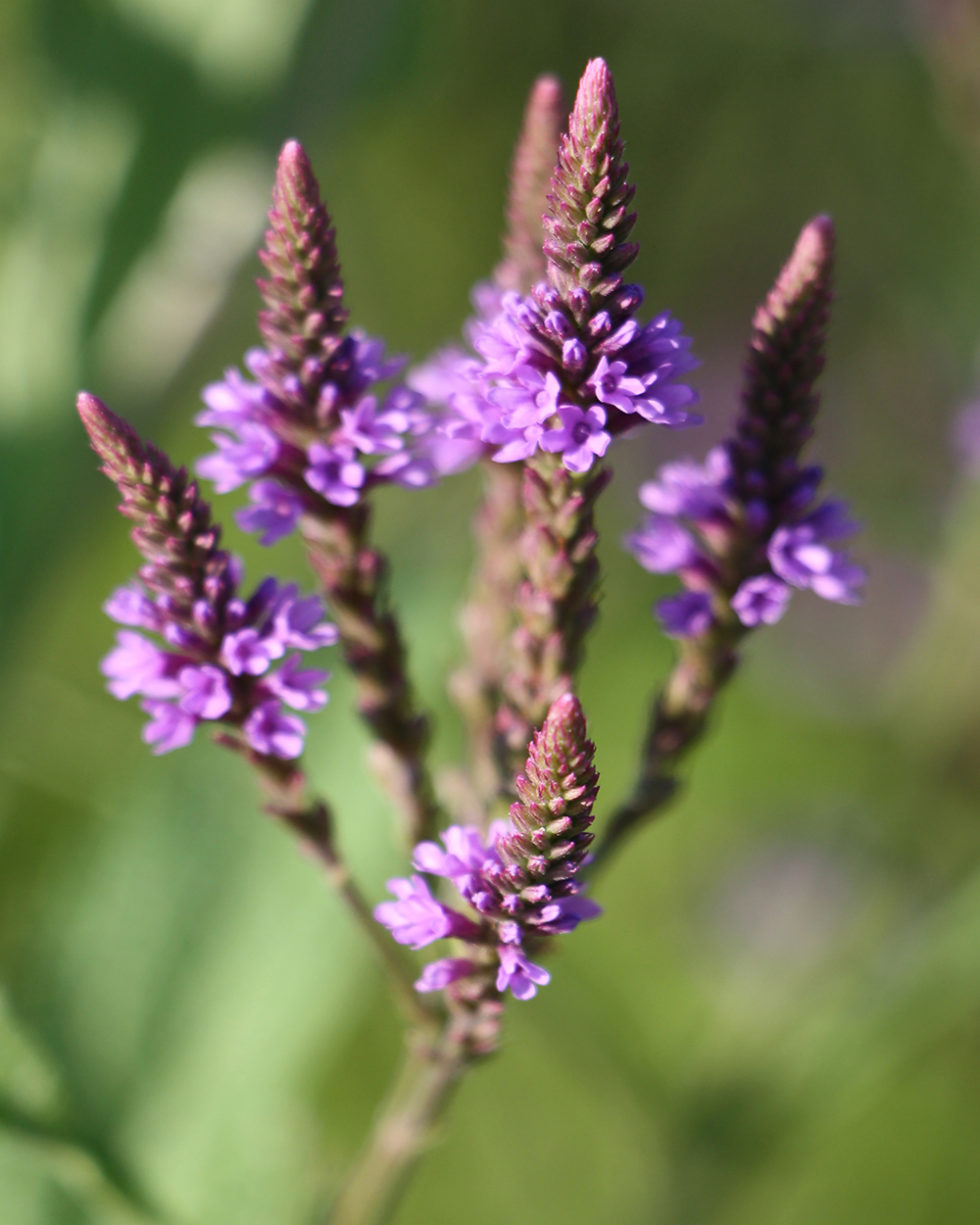 Verbena hastata Stonehouse Nursery