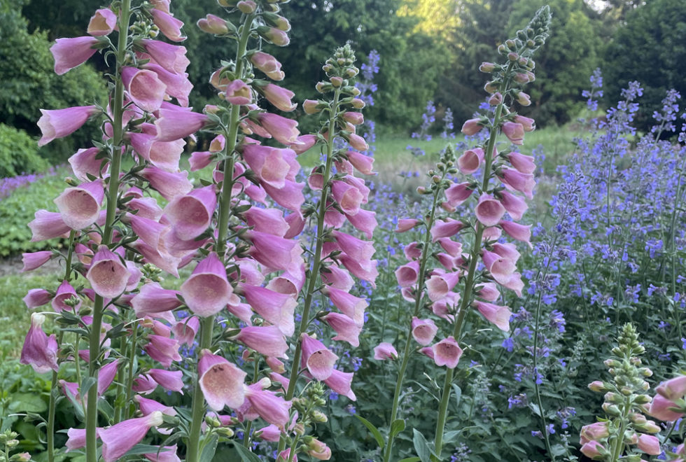 Digitalis Stonehouse Nursery