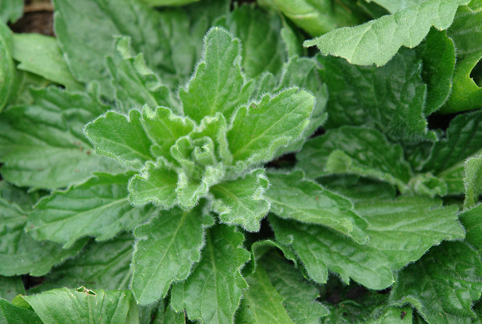 Erigeron pulchellus var. pulchellus 'Lynnhaven Carpet' Stonehouse Nursery