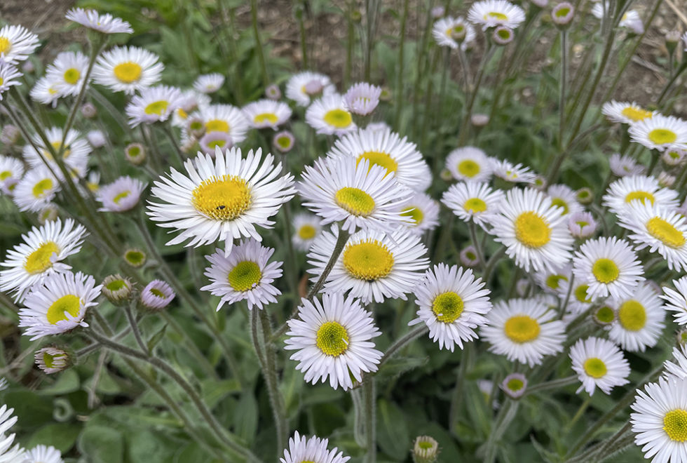 Erigeron pulchellus var. pulchellus 'Lynnhaven Carpet' Stonehouse Nursery