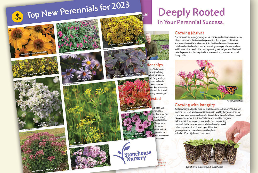 new perennials from Stonehouse Nursery