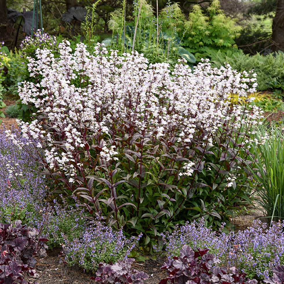 Penstemon ‘Onyx and Pearls’ PP32613 | Stonehouse Nursery