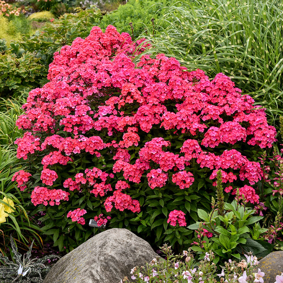 Phlox paniculata Garden Girls® ‘Glamour Girl’ PP25778 | Stonehouse Nursery