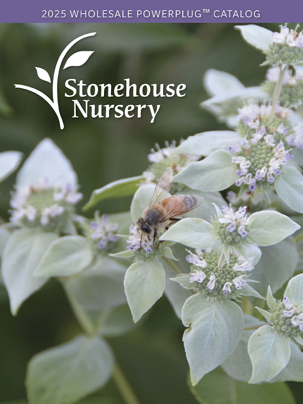 Stonehouse Nursery catalog