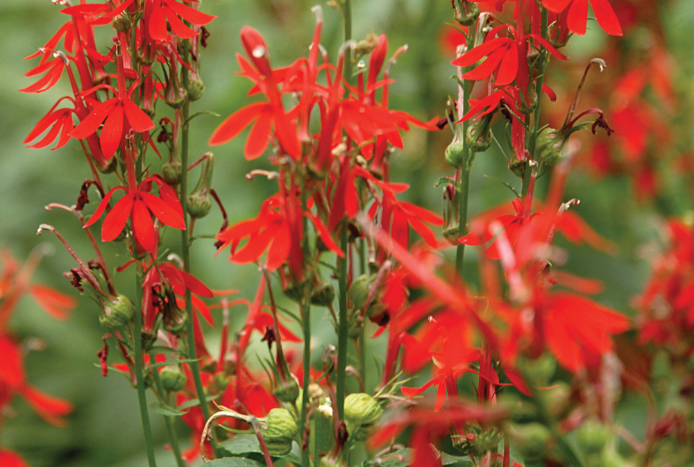 Lobelia_cardinalis_LOBCAR_SUM_1_B Patty and Jay's Favorite Perennials